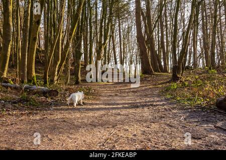 Un chien terrier blanc de l'ouest des hautes terres marchant un long Sentier boisé à feuilles larges en hiver en Écosse Banque D'Images