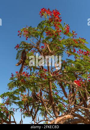 Arbre Mimosa aux fleurs rouges en Namibie, Afrique Banque D'Images