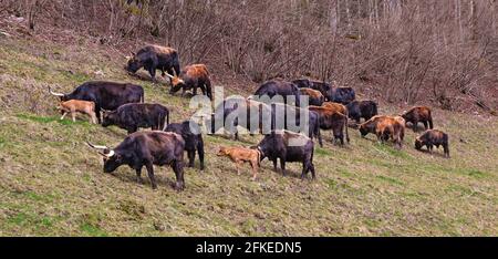 Heck bovins (Bos domesticus) le pâturage dans le pré. Tentative de retour la race disparue de l'aurochs préhistorique (Bos primigenius) Banque D'Images