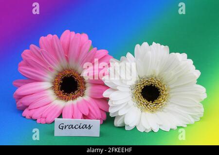 Gracias (merci en espagnol) carte avec deux pâquerettes gerbera sur fond coloré et vif Banque D'Images