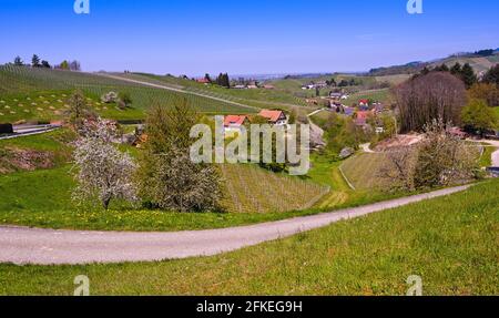 Printemps dans les contreforts de la Forêt Noire, Sasbachwalden. Vignoble et arbres fruitiers en fleurs. Baden Wuerttemberg, Allemagne, Europe Banque D'Images