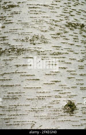 Betula pendula écorce bouleau argenté Banque D'Images