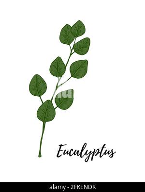 Branche d'eucalyptus vert dessinée à la main avec des feuilles isolées sur fond blanc. Illustration vectorielle dans le style d'esquisse Illustration de Vecteur