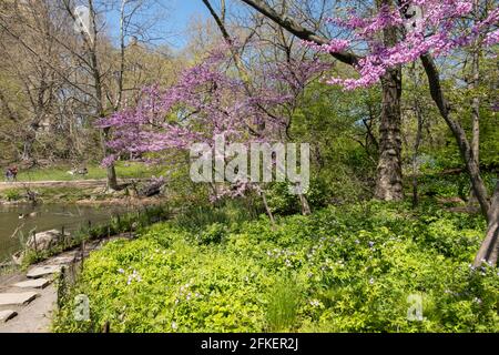 Chemin de pierre de pas à Hernshead bateau atterrissage au bord du lac, Central Park, NYC Banque D'Images