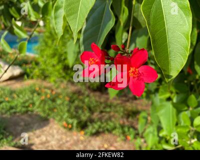 Paire de Jatropha integerrima, communément connu sous le nom de peregrina ou épicé jatropha une fleur rouge vibrante montrant le pollen au soleil. Banque D'Images