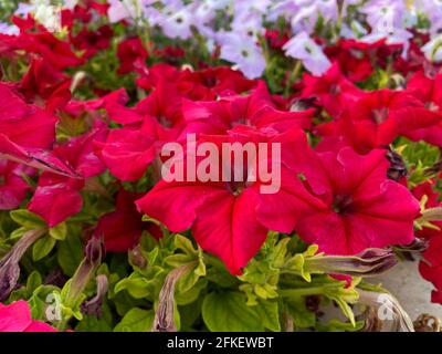 Fleur rouge vif, hybride pétunia sauvage (ruellia) gros plan sur une plante au soleil. Banque D'Images