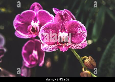 Orchidée rose (phalaenopsis amabilis) avec des points blancs Banque D'Images