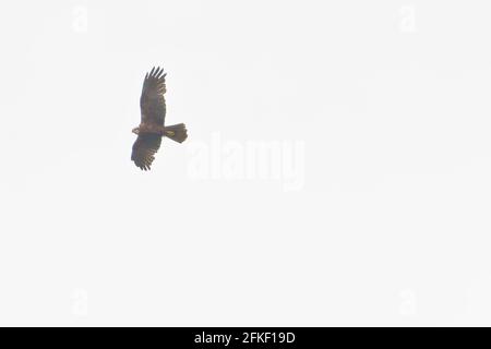 Marais Harrier chasse sur marais dans Somerset, Royaume-Uni Banque D'Images