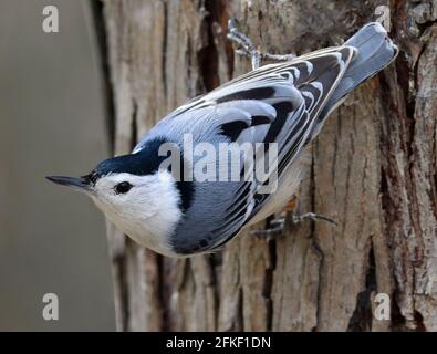 Nuthatch à poitrine blanche, assis sur un tronc d'arbre dans la forêt, Québec, Canada Banque D'Images