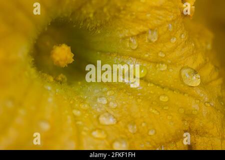 fleur jaune d'une plante de citrouille Banque D'Images