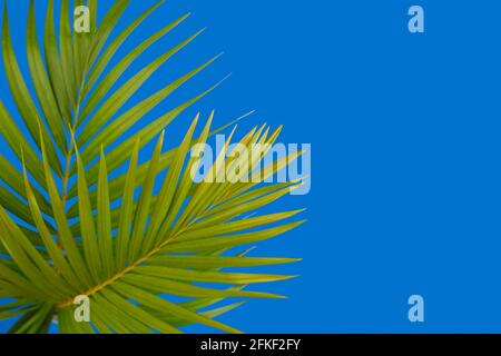 Aménagement créatif avec feuilles de palmier tropicales sur fond bleu Banque D'Images