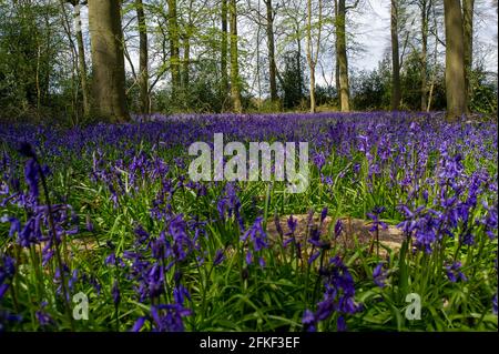 Aylesbury Vale, Buckinghamshire, Royaume-Uni. 1er mai 2021. Le soleil de l'après-midi brille à travers de magnifiques cloches dans les anciennes terres boisées à travers les Chilterns. Les prévisions pour le reste d'aujourd'hui et demain sont pour plus de soleil, cependant, le lundi de vacances de banque de pluie torrentielle est prévu avec une baisse des températures. Crédit : Maureen McLean/Alay Live News Banque D'Images