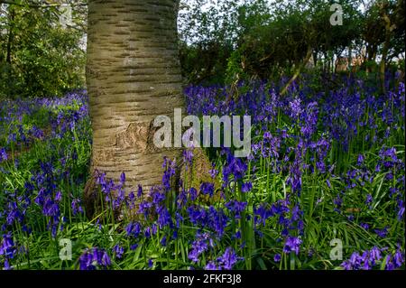 Aylesbury Vale, Buckinghamshire, Royaume-Uni. 1er mai 2021. Le soleil de l'après-midi brille à travers de magnifiques cloches dans les anciennes terres boisées à travers les Chilterns. Les prévisions pour le reste d'aujourd'hui et demain sont pour plus de soleil, cependant, le lundi de vacances de banque de pluie torrentielle est prévu avec une baisse des températures. Crédit : Maureen McLean/Alay Live News Banque D'Images