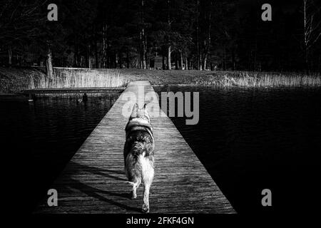 husky sibérien ou malamute d'alaska marchent sur un pont en bois Banque D'Images