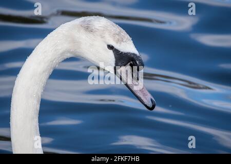 Gros plan sur le cygne blanc nageant dans un lac Banque D'Images