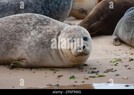 Phoques communs sur Blakeney point Norfolk, Angleterre Banque D'Images