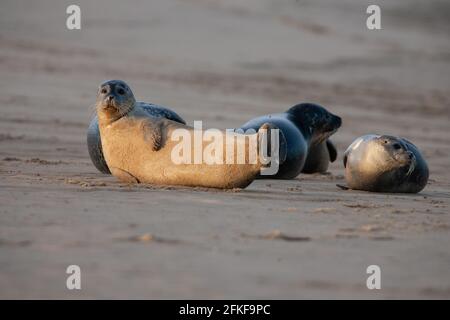 Phoques communs sur Blakeney point Norfolk, Angleterre Banque D'Images