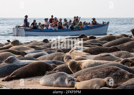 Phoques communs sur Blakeney point Norfolk, Angleterre Banque D'Images