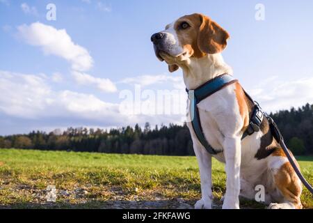 Portrait de chien arrière-plan éclairé. Beagle sur un chemin rural Banque D'Images