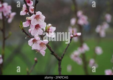 Une branche de nectarine aux fleurs fleuries avec des gouttes de pluie sur les pétales. Nom latin - Prunus persica var. Nucipersica Stark Red Gold. Arrière flou Banque D'Images