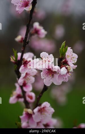 Une branche de nectarine aux fleurs fleuries avec des gouttes de pluie sur les pétales. Nom latin - Prunus persica var. Nucipersica Stark Red Gold. Arrière flou Banque D'Images