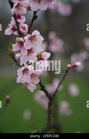 Une branche de nectarine aux fleurs fleuries avec des gouttes de pluie sur les pétales. Nom latin - Prunus persica var. Nucipersica Stark Red Gold. Arrière flou Banque D'Images