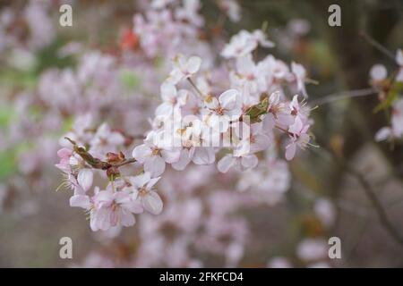 Brindilles aux fleurs, sakura. Arrière-plan flou avec espace de copie. Mise au point sélective. Banque D'Images