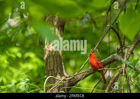 Cardinal rouge vif parmi le feuillage vert du printemps au parc de Stone Mountain près d'Atlanta, en Géorgie. (ÉTATS-UNIS) Banque D'Images