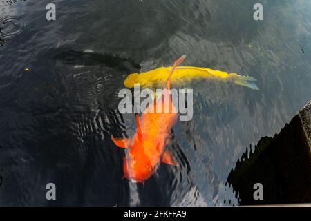 Poissons koï orange et jaune nageant dans l'étang Banque D'Images