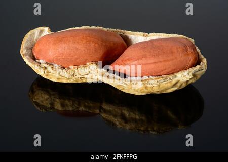 Arachide sur surface noire brillante avec réflexion. Arachide avec deux noyaux en macro à coquille ouverte gros plan, haute résolution pleine profondeur de champ. Banque D'Images