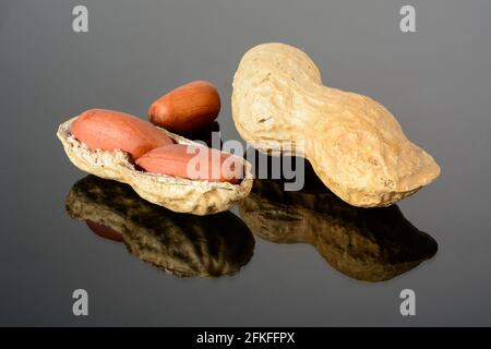 Arachide sur surface noire brillante avec réflexion. Arachide avec deux noyaux avec macro à coquille ouverte gros plan, haute résolution profondeur de champ. Banque D'Images