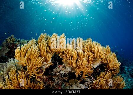 Sunburst sur Coral Reef à Misool, Raja Ampat. Papouasie occidentale, Indonésie Banque D'Images