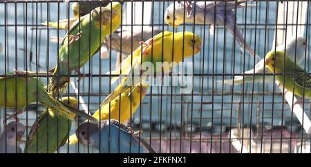 Perruches ou perruches dans une cage à vendre sur un marché animal avec fond d'océan Banque D'Images