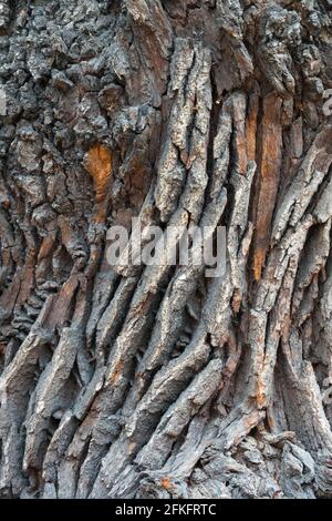 Quercus robur texture écorce ancien tronc commun de chêne Banque D'Images