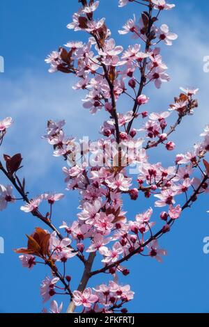 Prune de cerisier, Prunus cerasifera Nigra contre le ciel bleu Banque D'Images