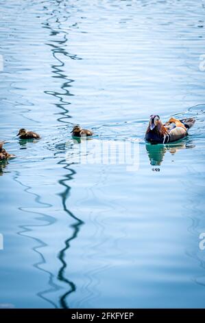 Un canard mandarin adulte avec des canetons nageant dans l'eau. AIX galericulata. Lac de Genève, Suisse. Amour des animaux de famille. Banque D'Images