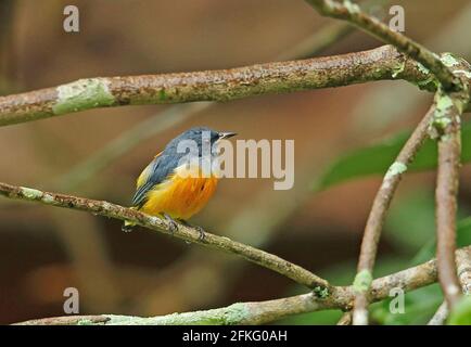 Flowerpecker à ventre orange (Dicaeum trigonostigna trigonostigma) adulte mâle perché sur la branche de Kambas NP, Sumatra, Indonésie Juin Banque D'Images