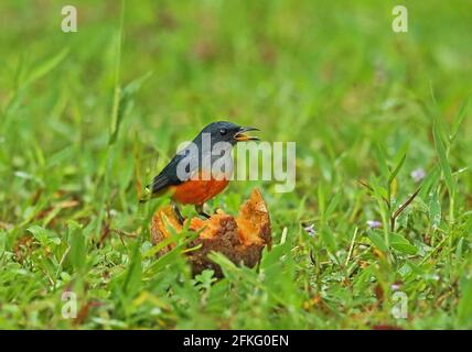Flowerpecker à ventre orange (Dicaeum trigonostigna trigonostigma) adulte mâle se nourrissant de fruits tombés dans la voie de pluie Kambas NP, Sumatra, Indonésie Banque D'Images
