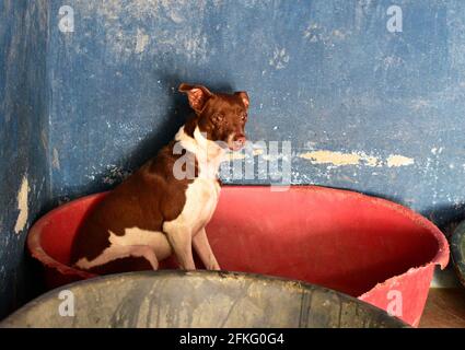 Gros plan d'un joli terrier brésilien brun et blanc chien Banque D'Images