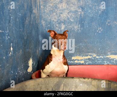 Gros plan d'un joli terrier brésilien brun et blanc chien Banque D'Images