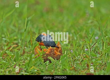 Flowerpecker à ventre orange (Dicaeum trigonostigna trigonostigma) adulte mâle se nourrissant de fruits tombés dans la voie de pluie Kambas NP, Sumatra, Indonésie Banque D'Images
