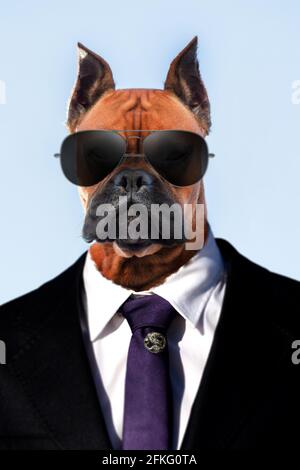 Portrait d'un bel chien boxeur race sur un ciel bleu clair dans un costume et des lunettes de soleil sombres. Banque D'Images