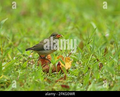 Flowerpecker à ventre orange (Dicaeum trigonostigna trigonostigma) adulte femelle se nourrissant de fruits tombés dans la voie de pluie Kambas NP, Sumatra, Indonésie Banque D'Images