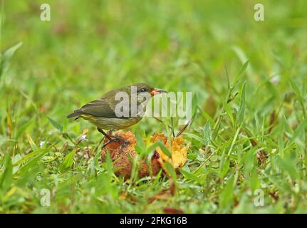 Flowerpecker à ventre orange (Dicaeum trigonostigna trigonostigma) adulte femelle se nourrissant de fruits tombés dans la voie de pluie Kambas NP, Sumatra, Indonésie Banque D'Images