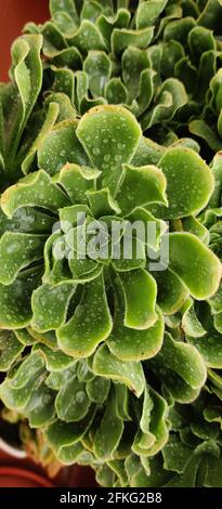 Vue rapprochée d'une plante succulente humide commune de houseleek sur un vase. Banque D'Images