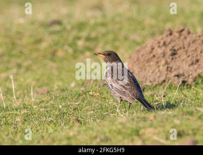 Femelle Ring Ouzel (Turdus torquatus) sur une terre herbeuse dans les Pennines du Yorkshire du Sud. Banque D'Images