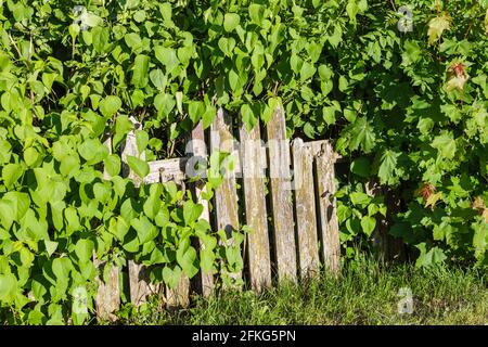 Ancienne clôture en bois surcultivée avec de l'ivy Banque D'Images