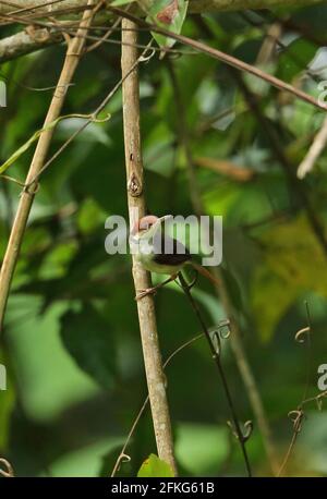 Ailée à queue rousse (Orthotomus sericeus hesperius) adulte perchée sur la voie de la tige Kambas NP, Sumatra, Indonésie Juin Banque D'Images