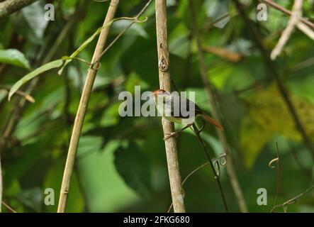 Ailée à queue rousse (Orthotomus sericeus hesperius) adulte perchée sur la voie de la tige Kambas NP, Sumatra, Indonésie Juin Banque D'Images