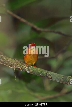 Kingfisher (Ceyx erithaca rufidorf) adulte perché sur la voie de dérivation Kambas NP, Sumatra, Indonésie Juin Banque D'Images